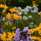 Blumen im strahlenden Licht Rügens