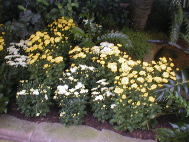 Blumen im Stuttgarter Zoo