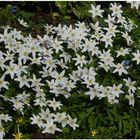 Blumen im Südpark