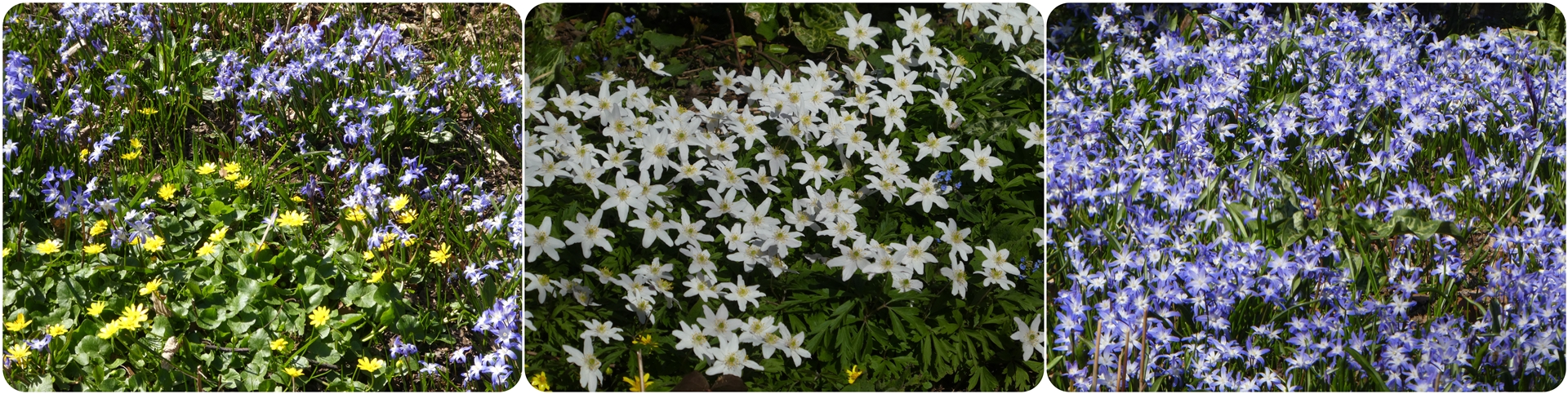 Blumen im Südpark