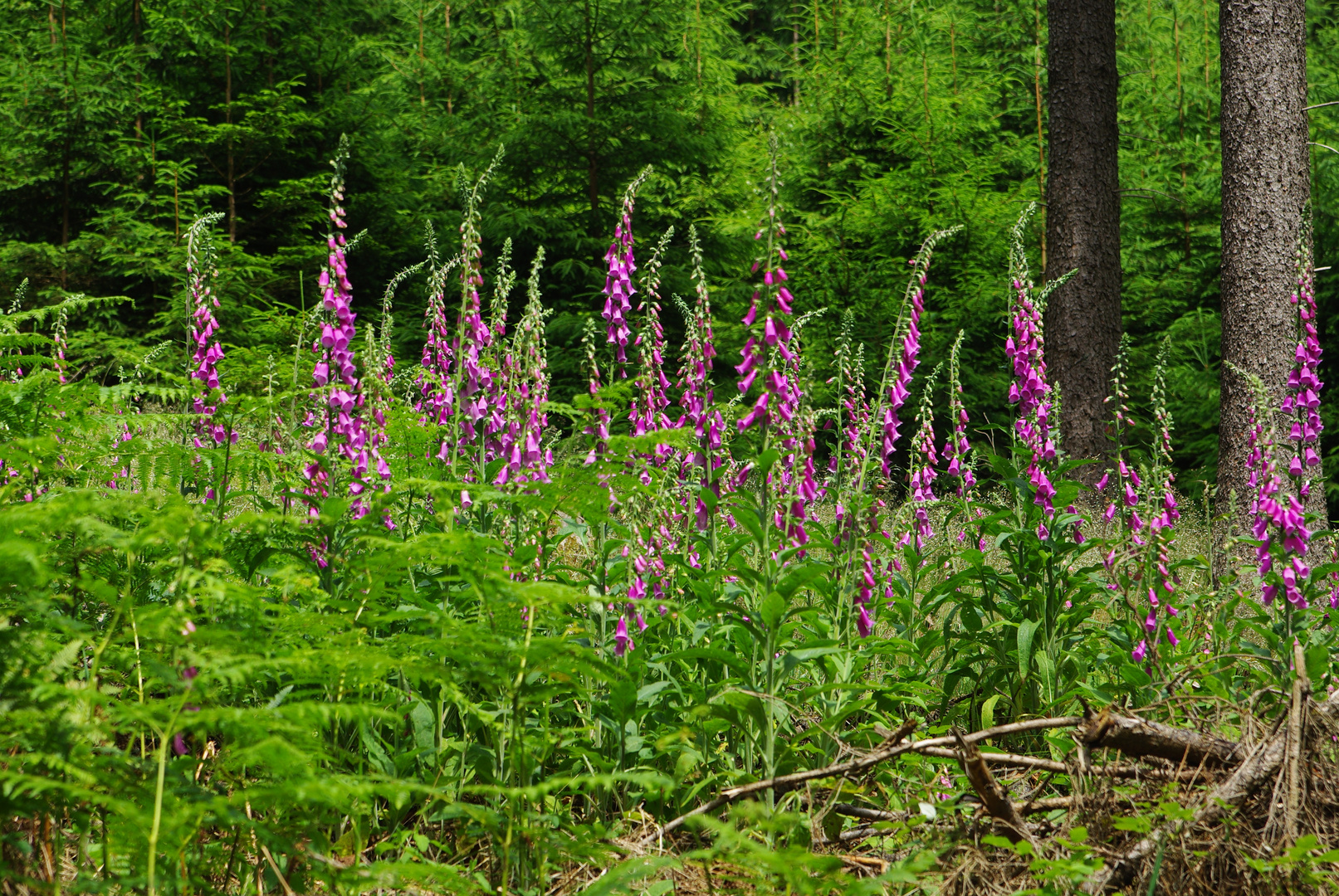 Blumen im Taunus