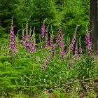 Blumen im Taunus