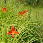 Blumen im Tierpark Herberstein Österreich/Steiermark