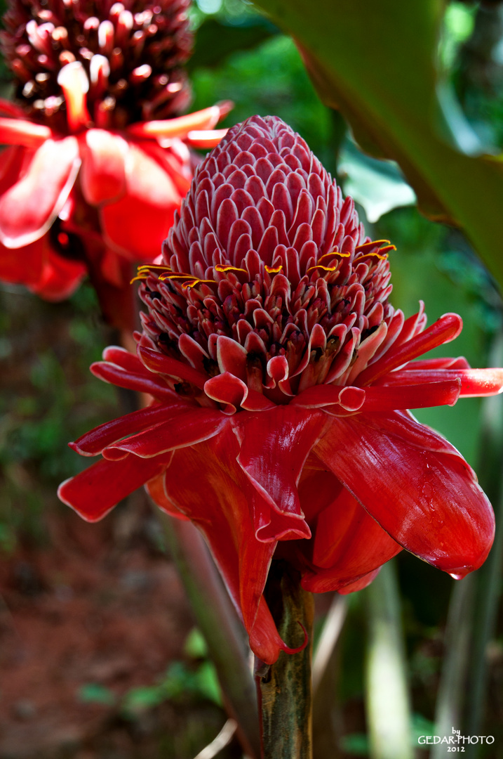 Blumen im tropischen Regenwald