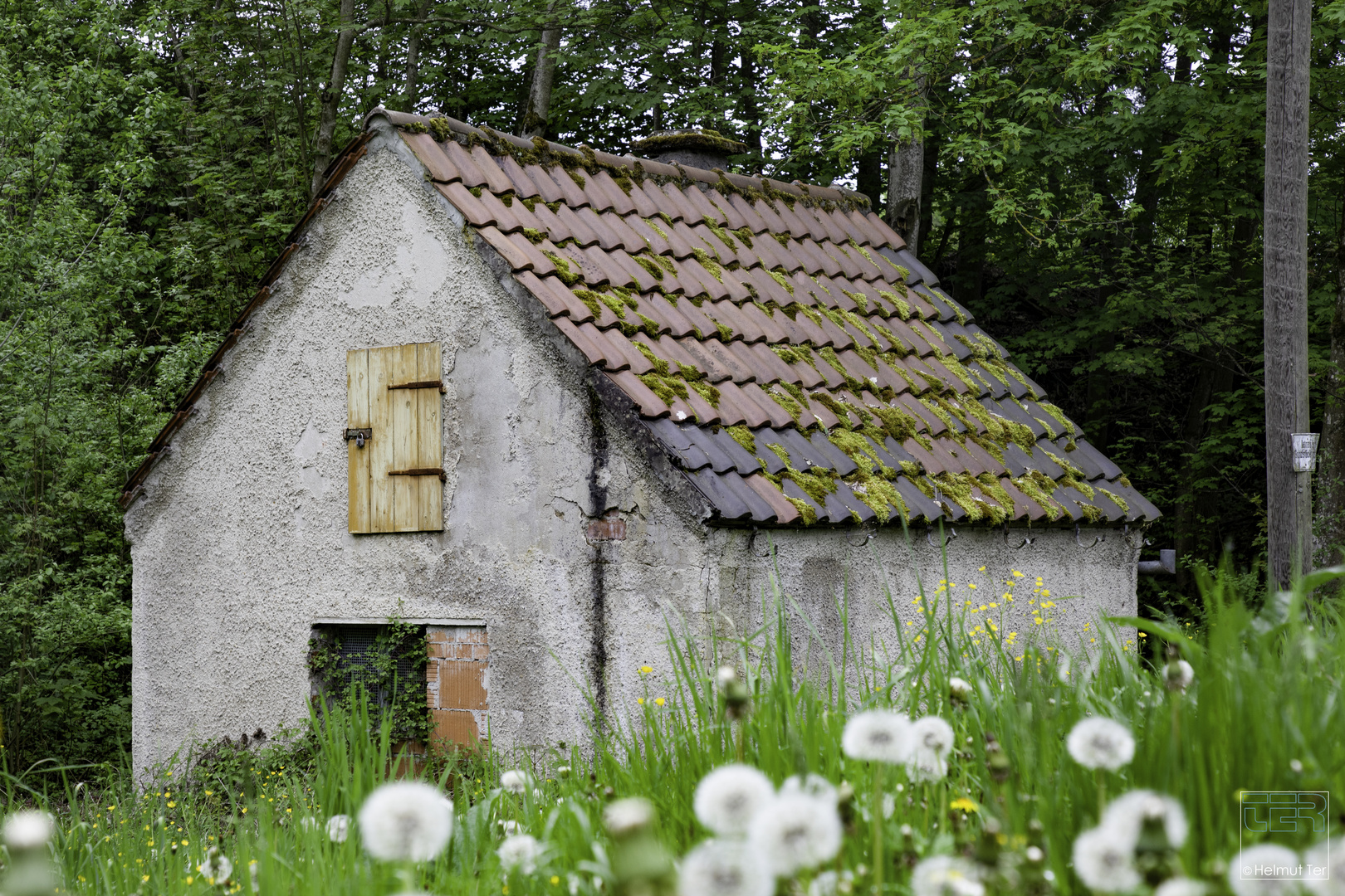 Blumen im Vorgarten 