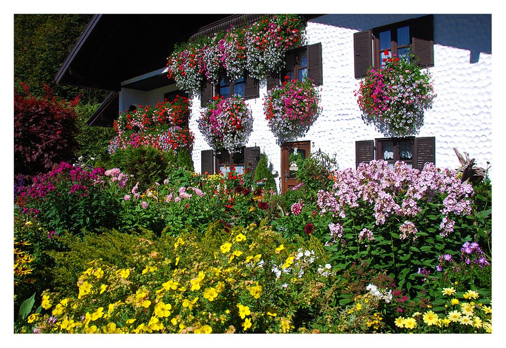 Blumen im Vorgarten