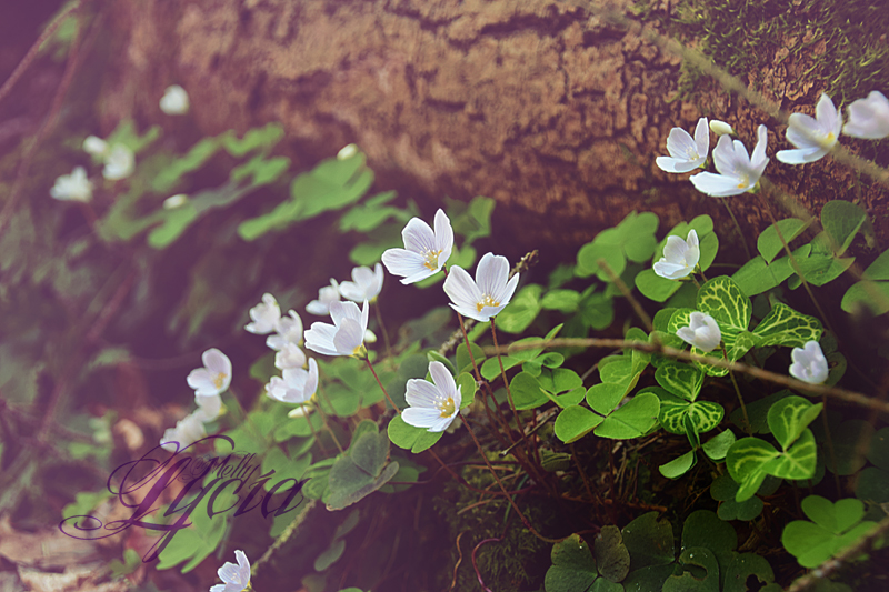 Blumen im Wald