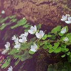 Blumen im Wald