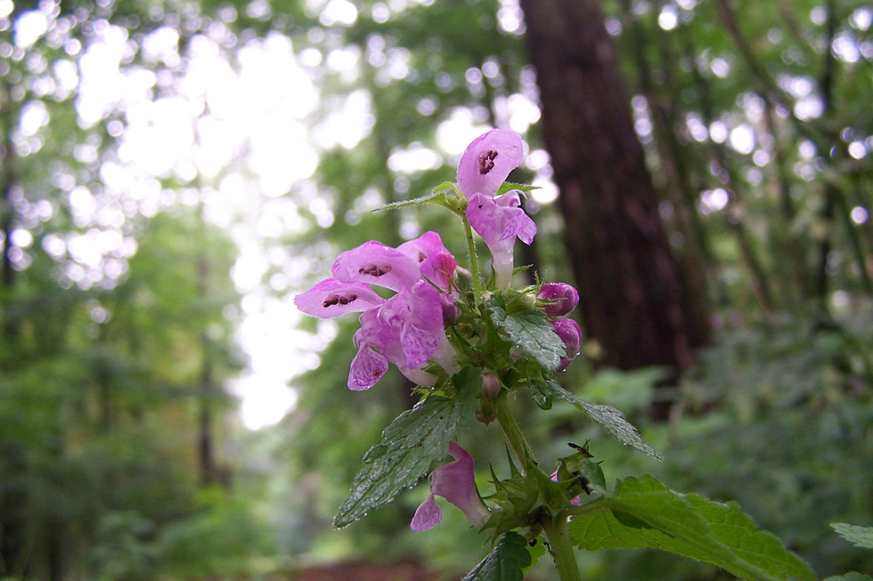 "Blumen" im Wald