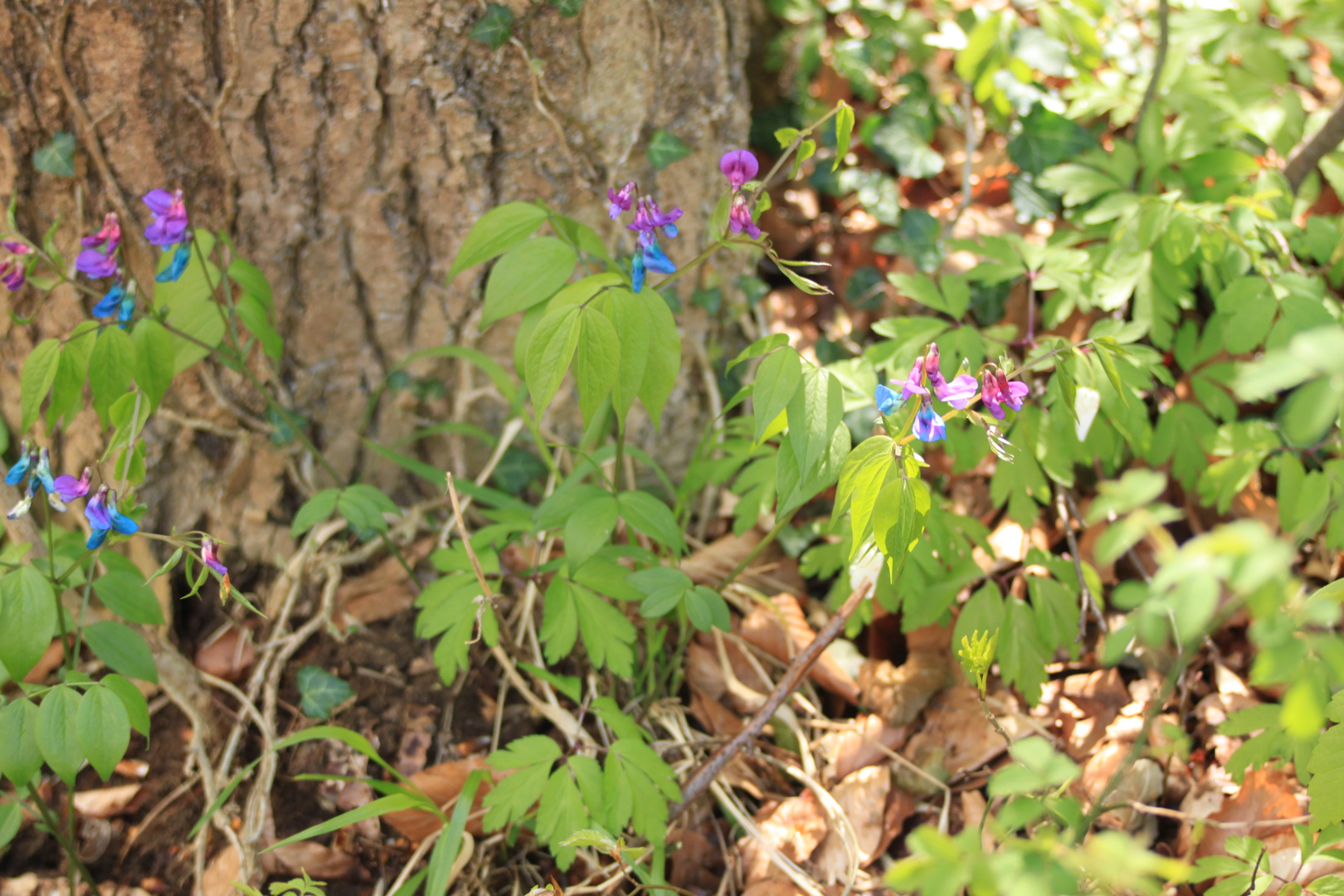 Blumen im Wald