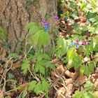 Blumen im Wald