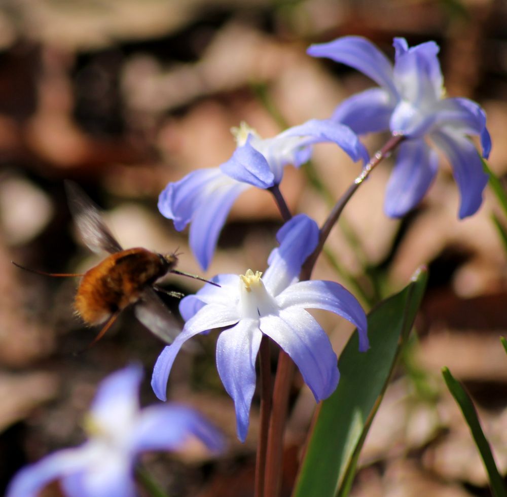 Blumen im Wald von Der Hobbyfotograf 