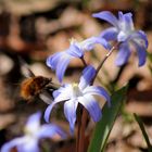 Blumen im Wald