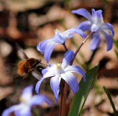 Blumen im Wald