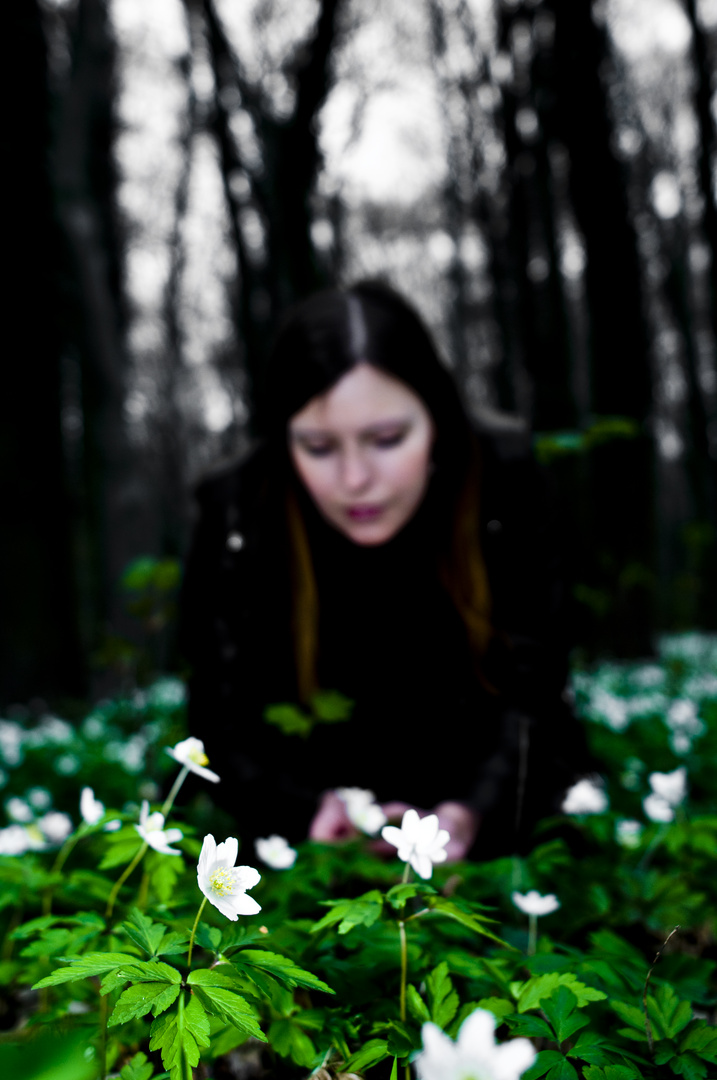 Blumen im Wald