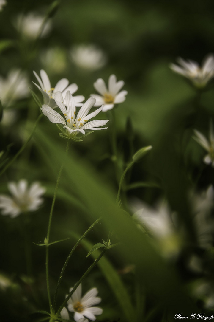 Blumen im Wald