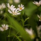 Blumen im Wald