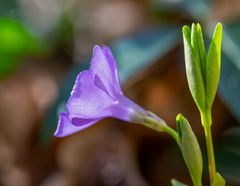 Blumen im Wald