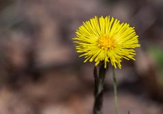 Blumen im Wald