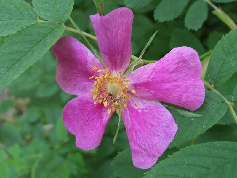 Blumen im Walde