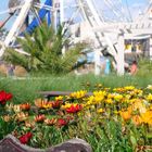 Blumen im Warner-Brother-Moviepark.