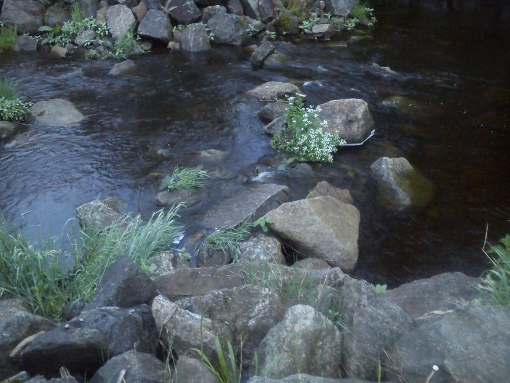 Blumen im Wasser