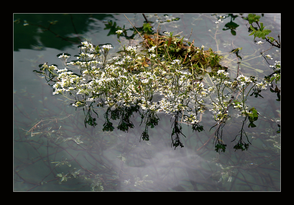 Blumen im Wasser