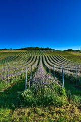 Blumen im Weinberg