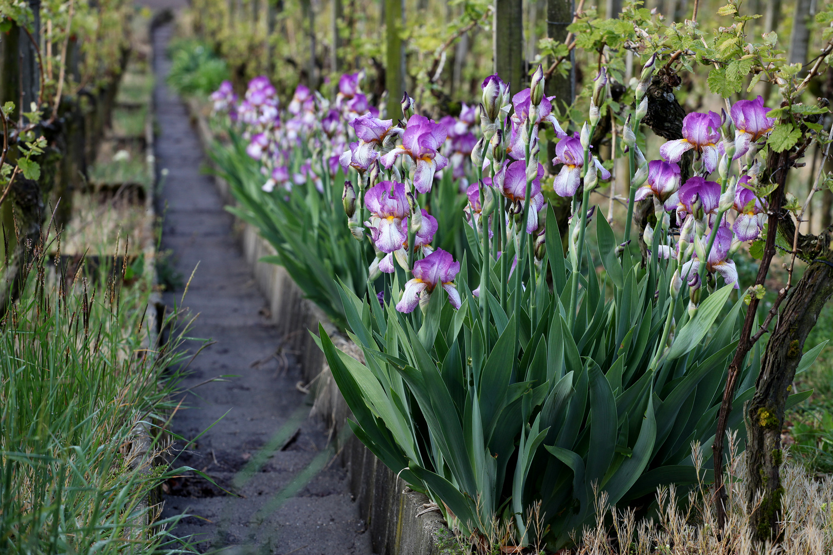 Blumen im Weinberg