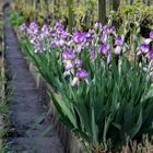 Blumen im Weinberg