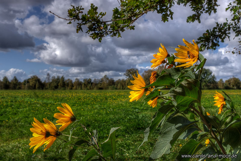 ~ Blumen im Wind ~