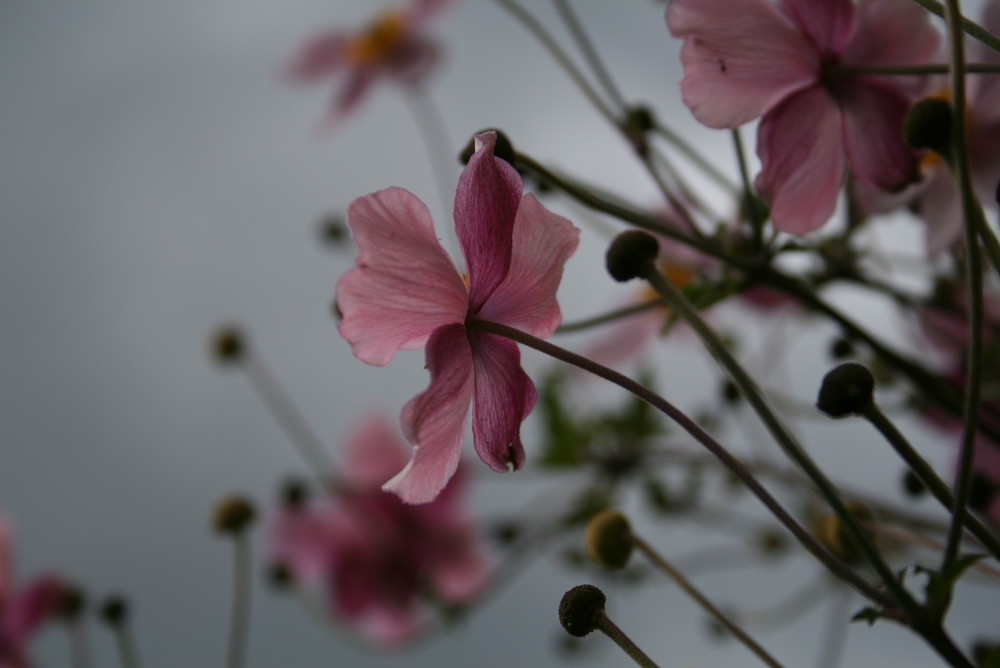 Blumen im Wind