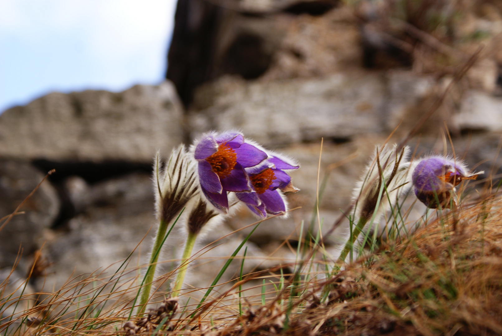 Blumen im Wind