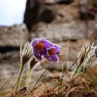 Blumen im Wind