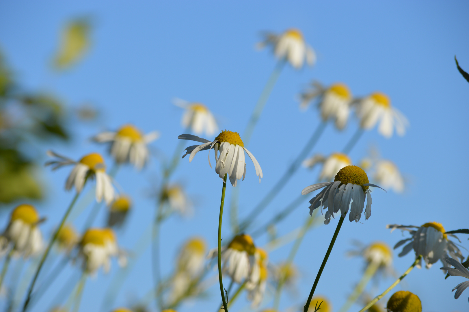 blumen im wind