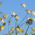 blumen im wind