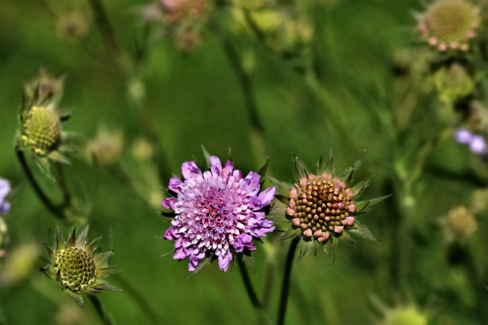 ~~ Blumen im Wind ~~