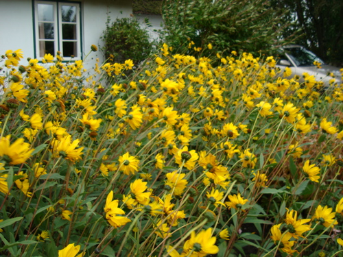 Blumen im Wind