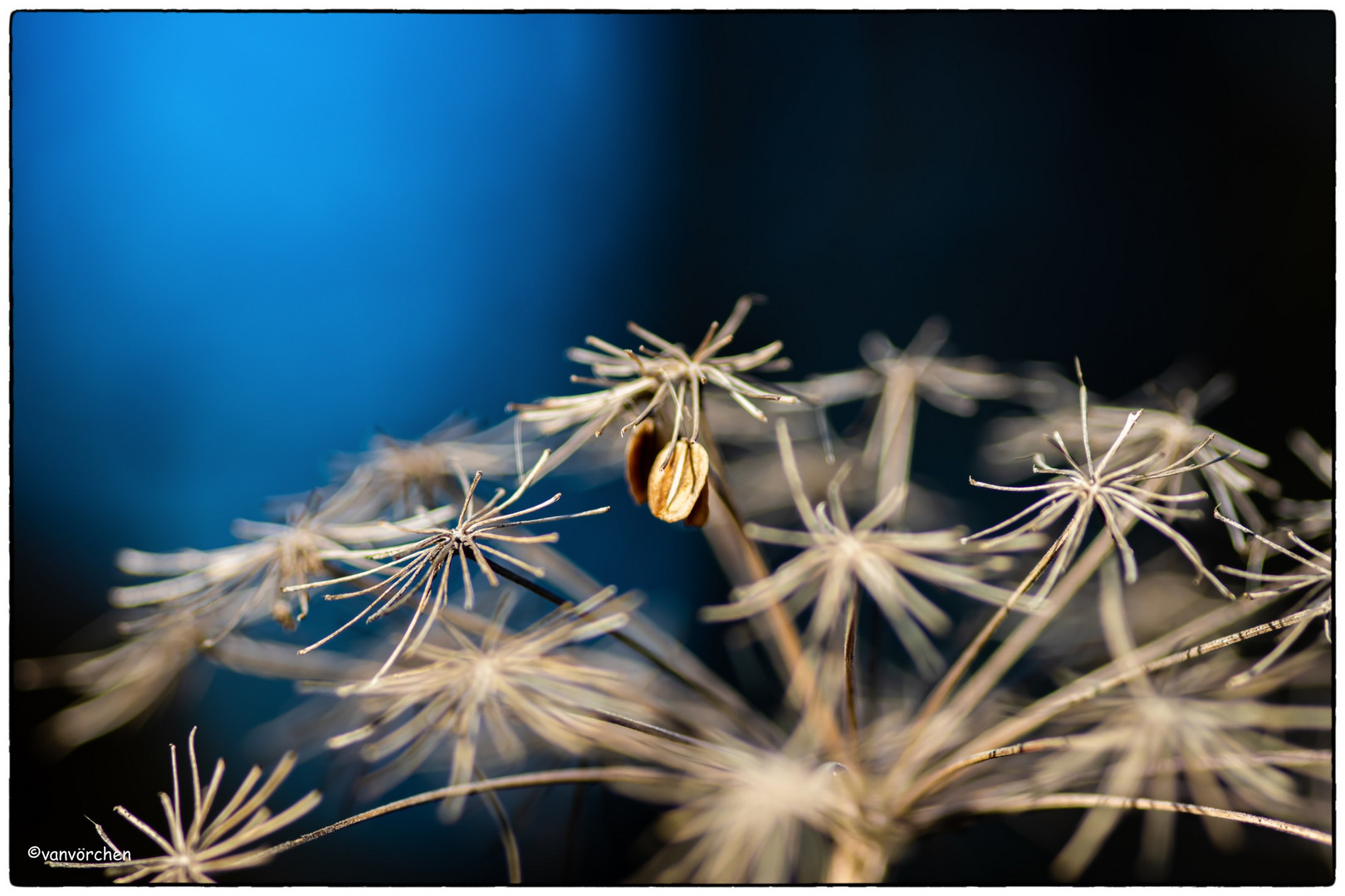 Blumen im Winter 