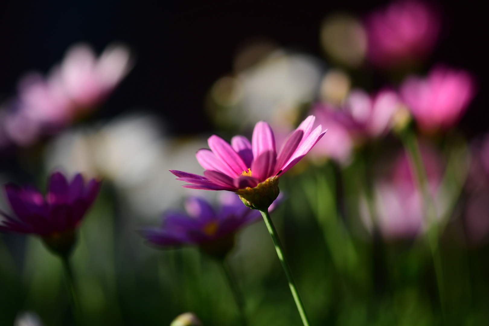 Blumen im Winter