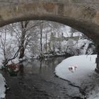 Blumen im Winter, da staunt der Bär hier..