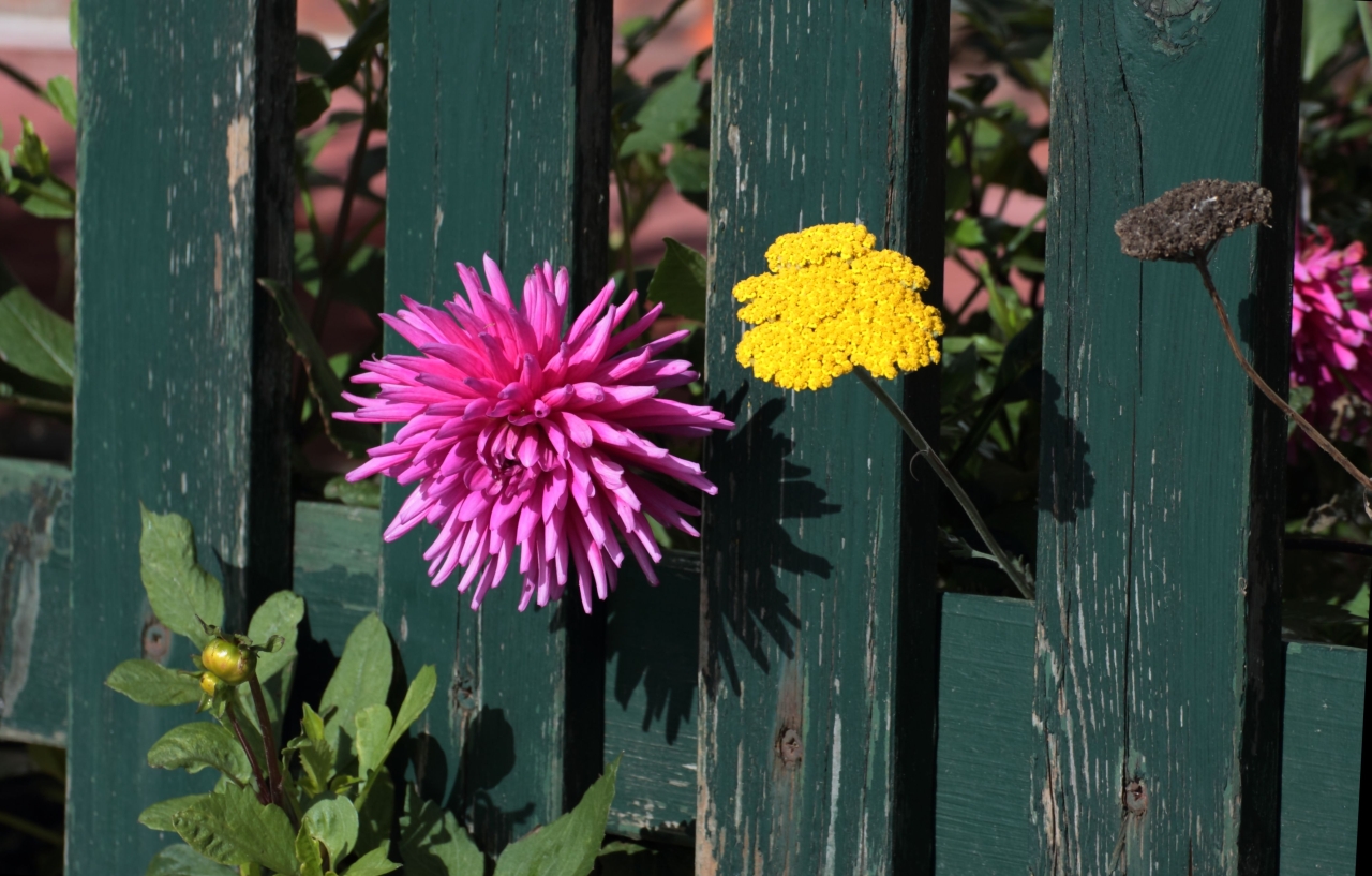 Blumen im Zaun