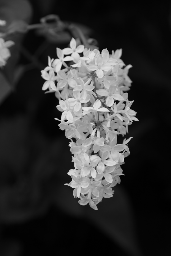 Blumen im Zoo