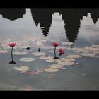 Blumen in Angkor