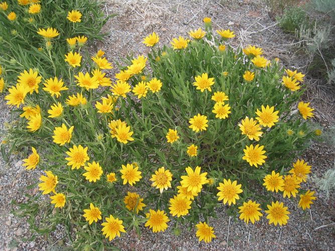 Blumen in Arches National Park