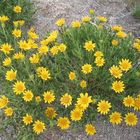 Blumen in Arches National Park