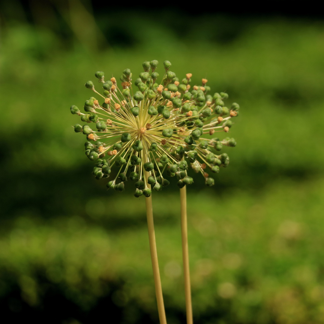 Blumen in Berlin