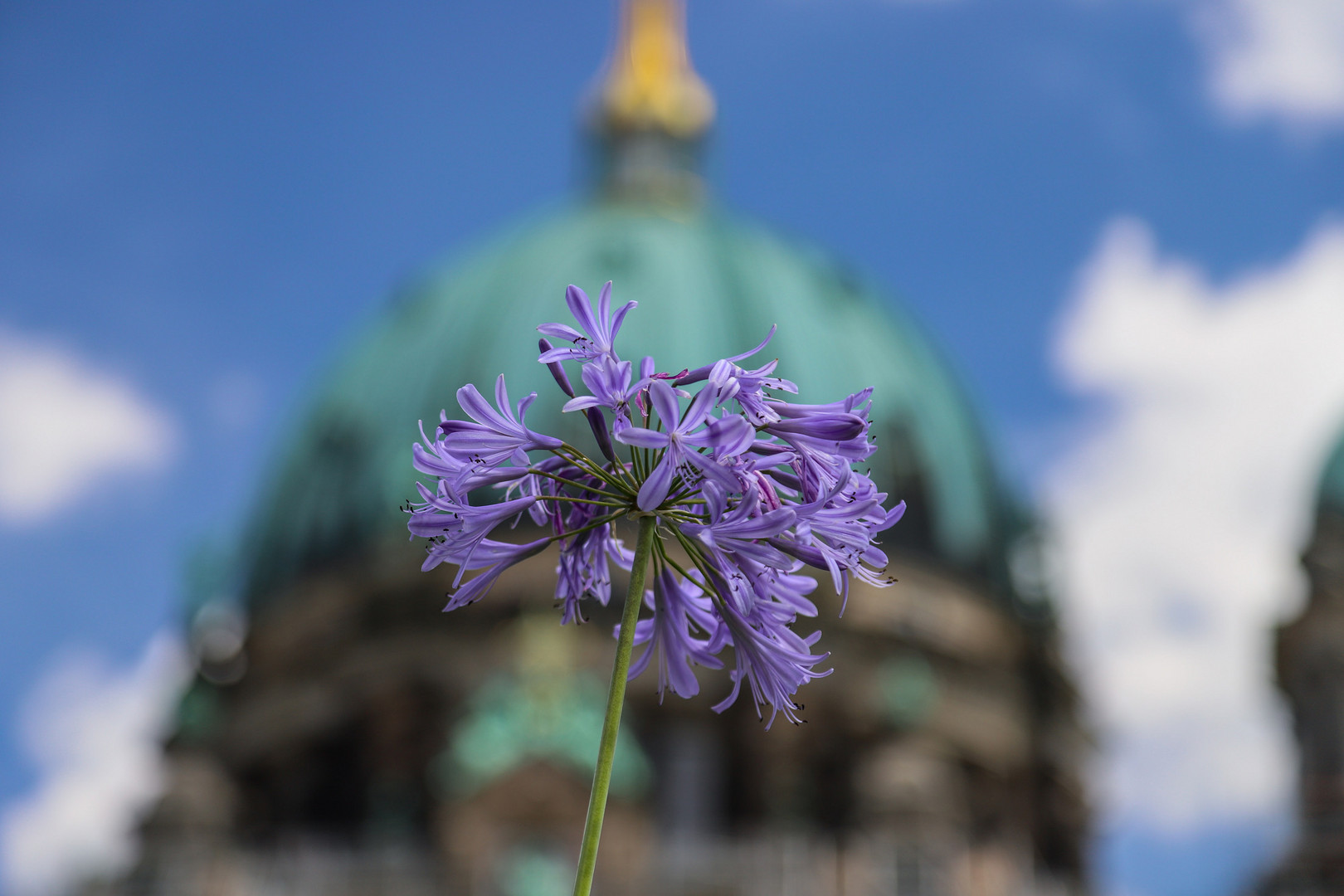 Blumen in Berlin