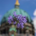 Blumen in Berlin