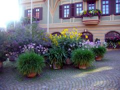 Blumen in Bietigheim